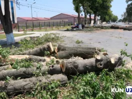 Теперь даже кабмин Узбекистана не сможет выдать разрешение на вырубку  деревьев