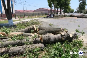 Теперь даже кабмин Узбекистана не сможет выдать разрешение на вырубку  деревьев