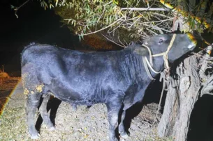 Пограничники Кыргызстана пресекли контрабанду быков в Таджикистан Пограничники Кыргызстана пресекли контрабанду быков в Таджикистан