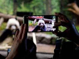 В Японии со слезами прощаются с пандами-близнецами, которые раньше срока должны вернуться в Китай