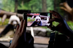 В Японии со слезами прощаются с пандами-близнецами, которые раньше срока должны вернуться в Китай В Японии со слезами прощаются с пандами-близнецами, которые раньше срока должны вернуться в Китай