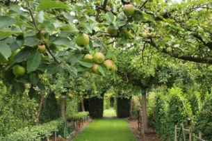 В Кыргызстане стартует проект по закладке  фруктовых садов на обочинах дорог