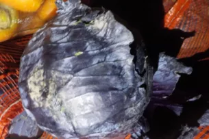 На границе с Россией задержали 21 тонну овощей из Кыргызстана На границе с Россией задержали 21 тонну овощей из Кыргызстана