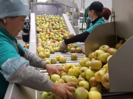 В Иссык-Кульской области будут открыты 6 торгово-логистических центров