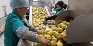 переработка сельхозпродуктов