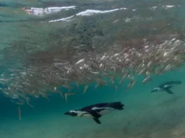 60 000 африканских пингвинов умерли от голода из-за резкого падения популяции сардин – исследование