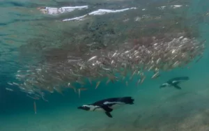 африканские пингвины