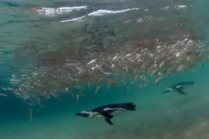 60 000 африканских пингвинов умерли от голода из-за резкого падения популяции сардин – исследование 60 000 африканских пингвинов умерли от голода из-за резкого падения популяции сардин – исследование