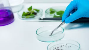 карантин растений