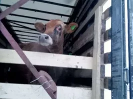 Из России не дали вывезти в Кыргызстан 26 голов крупного рогатого скота