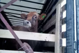 Из России не дали вывезти в Кыргызстан 26 голов крупного рогатого скота