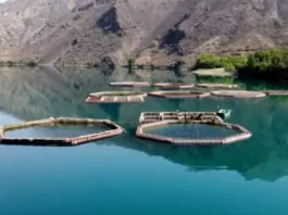 В рыбных хозяйствах Таш-Кумыра выявлены нарушения закона