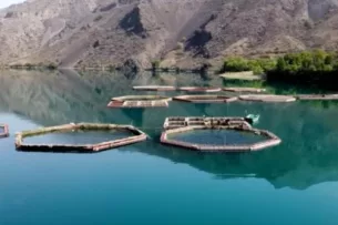 В рыбных хозяйствах Таш-Кумыра выявлены нарушения закона