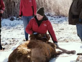 На юге Германии полгода ловили сбежавшую корову