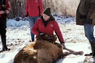 На юге Германии полгода ловили сбежавшую корову