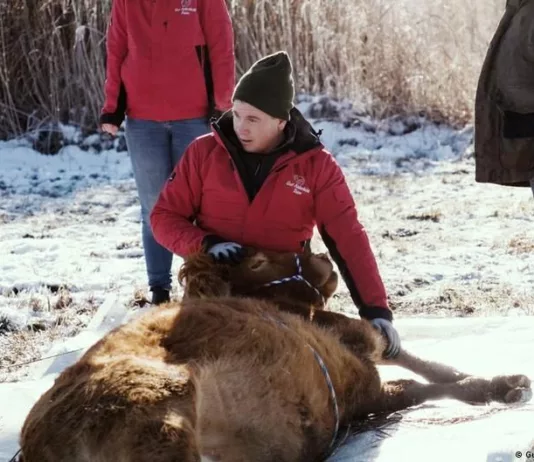 На юге Германии полгода ловили сбежавшую корову