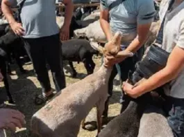 В Кыргызстане на скотобойнях и скотных рынках внедряется система видеонаблюдения