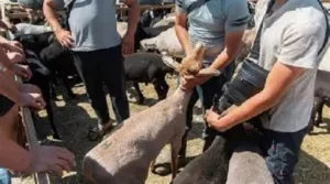 скотный рынок 1