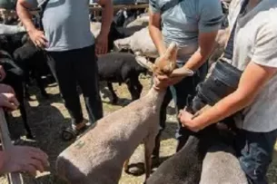 В Кыргызстане на скотобойнях и скотных рынках внедряется система видеонаблюдения В Кыргызстане на скотобойнях и скотных рынках внедряется система видеонаблюдения