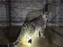 В одно из сел Кеминского района забрел снежный барс, занесённый в Красную книгу