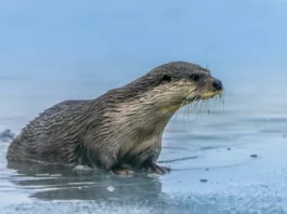 В Кыргызстане впервые за десятилетие обнаружили среднеазиатскую речную выдру