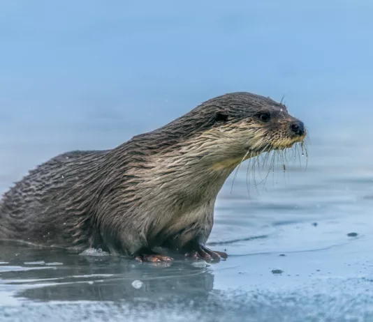 В Кыргызстане впервые за десятилетие обнаружили среднеазиатскую речную выдру