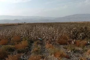 В Туркменистане на сотнях гектаров гибнет урожай хлопка