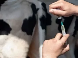 В Кыргызстане хотят запустить пилотную программу «Молодой ветеринар: жильё и карьера»