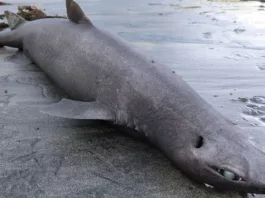Акулу-дракона с огромными глазами выбросило на берег в Испании. Ученые бьют тревогу