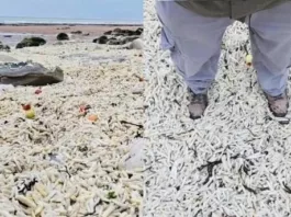 Миллионы замороженных чипсов покрыли пляж в Великобритании после шторма