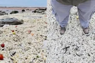 Миллионы замороженных чипсов покрыли пляж в Великобритании после шторма Миллионы замороженных чипсов покрыли пляж в Великобритании после шторма