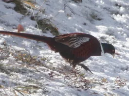 В Иссык-Кульской области увеличивается численность фазанов