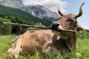 В Австрии ученые впервые заметили чудо-корову, которая использует палку