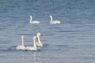 Проведен зимний учёт околоводных и водоплавающих птиц на озере Иссык-Куль и водохранилище Орто-Токой Проведен зимний учёт околоводных и водоплавающих птиц на озере Иссык-Куль и водохранилище Орто-Токой