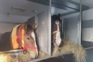 Из России в Кыргызстане не пропустили 24 лошади. Их везли на соревнования Из России в Кыргызстане не пропустили 24 лошади. Их везли на соревнования