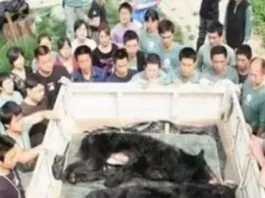 Южная Корея запретила медвежьи фермы для производства желчи