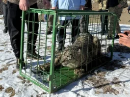 Снежный барс, которого поймали в селе Боролдой, выпущен в дикую природу