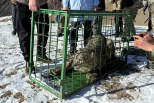Снежный барс, которого поймали в селе Боролдой, выпущен в дикую природу Снежный барс, которого поймали в селе Боролдой, выпущен в дикую природу
