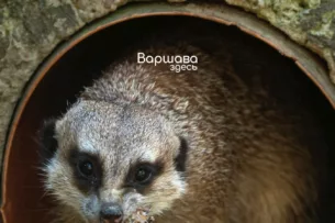 В Польше ко Дню влюбленных зоопарк предлагает назвать таракана именем бывших и скормить животным В Польше ко Дню влюбленных зоопарк предлагает назвать таракана именем бывших и скормить животным