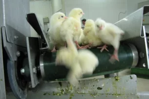 Ежегодно во всем мире уничтожается примерно столько же цыплят мужского пола, сколько существует людей на планете Ежегодно во всем мире уничтожается примерно столько же цыплят мужского пола, сколько существует людей на планете