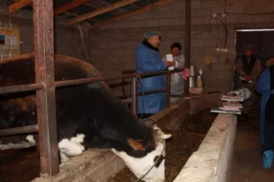 В Минсельхозе Кыргызстана рассказали о преимуществах искусственного осеменения скота