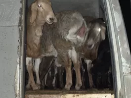 Пограничники Кыргызстана пресекли незаконный вывоз овец