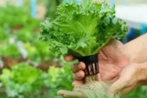 В Кыргызстане учрежден Национальный день органического сельского хозяйства