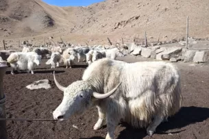 На территории Кыргызстана насчитывается 61 650 голов яков. Минсельхоз считает яководство перспективным
