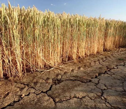 Югу Казахстана грозит нехватка воды