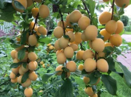 В Кыргызстане временно запретили ввоз саженцев сортов плодово-ягодных культур