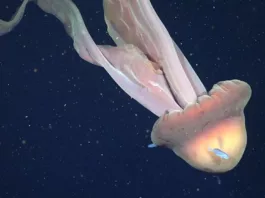 У берегов Аргентины засняли гигантскую медузу размером с автобус