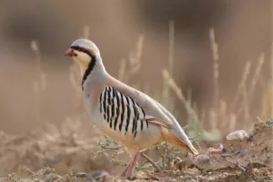 В Токтогульском районе выявлен факт незаконного отлова кекликов