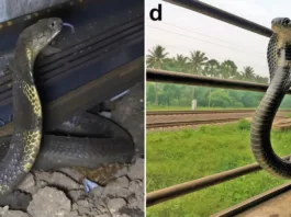Королевские кобры в Индии регулярно уезжали не туда на поезде