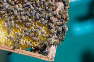 Депутат парламента Кыргызстана предложила ввести запрет на ввоз пчел из Узбекистана Депутат парламента Кыргызстана предложила ввести запрет на ввоз пчел из Узбекистана